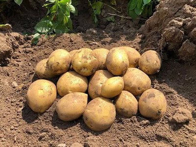 В Україні очікується суттєве подорожчання картоплі