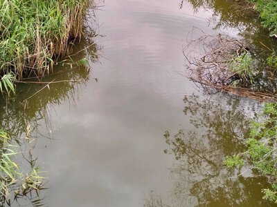 Вода у річці Саксагані забруднена: експерти фіксують перевищення хлоридів, сульфатів та мікробіології