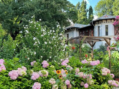 Красивий сад без великих витрат: які квіти варто посадити вже цього сезону