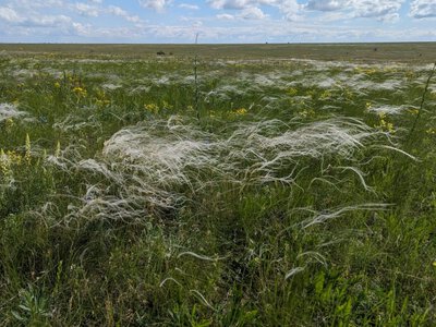 На Болградщині стартував проєкт із відновлення пасовищ, заснований на досвіді Тарутинського степу