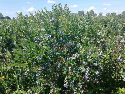 Українська лохина підкорює Європу