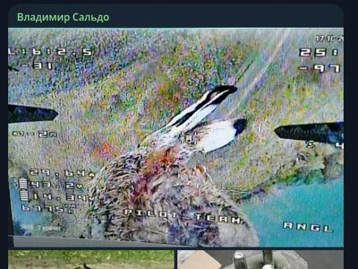 Сальдо поширив фейк про замінованих зайців на лівобережжі Херсонщини