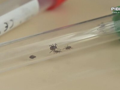 Уперше за 15 років на Рівненщині зафіксували кліщовий енцефаліт (ВІДЕО)