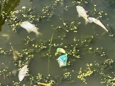 У Рівному в річці Устя масово гине риба: екологи відібрали проби води