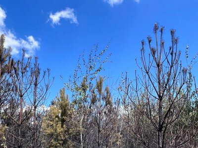 Через російські обстріли на Черкащині виникло 3 лісові пожежі - пошкоджено 2,18 га лісу