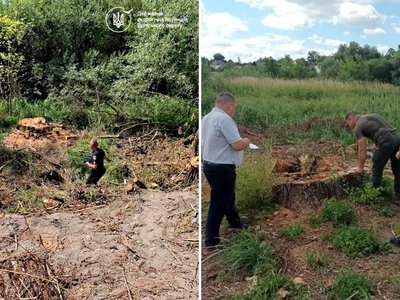 У Дубні незаконно вирубали 13 верб: збитки перевищили 61 тисячу гривень