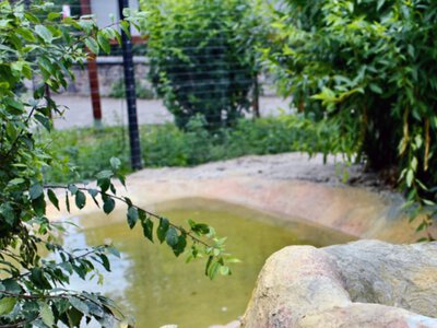 Водоспад, зелень, затінок: у Київзоо створили природну оазу для птахів, - ФОТО