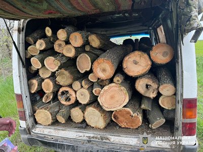 На Миколаївщині трьох чоловіків судитимуть за незаконне вирубування лісосмуг на 600 тисяч гривень
