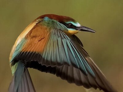 Ловить бджіл на льоту й зимує в Африці: де в Україні побачити бджолоїдку