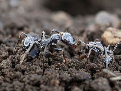 Мурахи втечуть з городу за кілька днів: 6 способів, які не зашкодять урожаю
