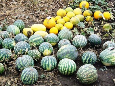 Цены на первые бахчевые в Харьковской области от 17 гривен