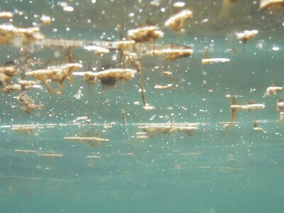 Середземне море атакують токсичні водорості: де туристам краще не купатися