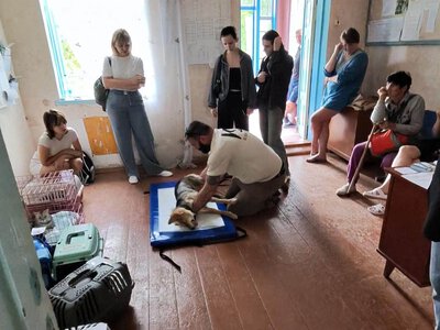 У селі на Христинівщині волонтери простерилізували понад чотири десятки тварин