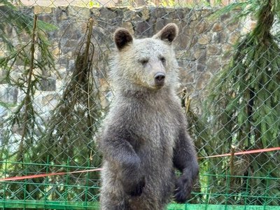 40 днів нового життя: врятовані ведмежата Рома та Аня освоюють новий вольєр у НПП «Синевир»