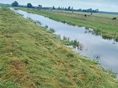 На Рівненщині розбирають греблі, які набудували бобри