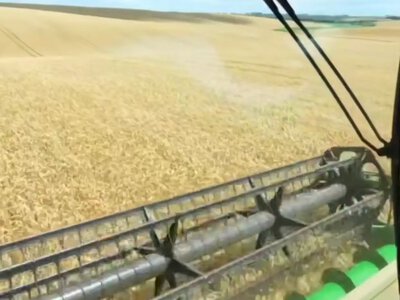 Понад половину врожаю ранніх зернових зібрали на Рівненщині (ВІДЕО)