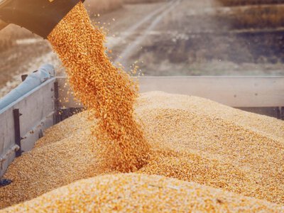На Запоріжжі різко впало виробництво сільгосппродукції: які галузі постраждали найбільше