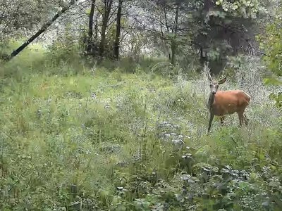 Камери прикордонників зафіксували диких мешканців Карпат (ВІДЕО)