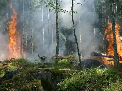 На Рівненщині за добу вигоріло понад 7 гектарів екосистем: ДСНС гасила 14 пожеж