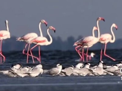 На Одещині рожеві фламінго знову не змогли загніздитися через наслідки війни