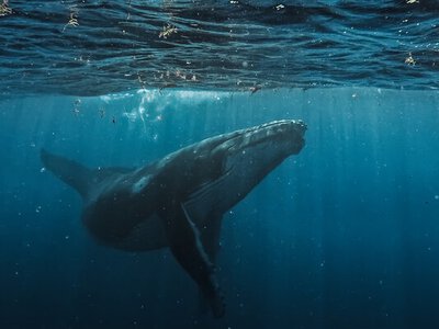 Молоко як крем і 50% жиру: як кити вигодовують дитинчат у воді