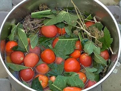Квашеные помидоры в вёдре как бочковые на зиму