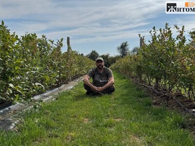 Програміст із Житомирщини вирощує 4207 кущів лохини й автоматизує поле