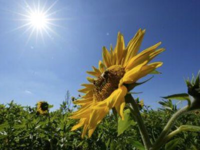 Сьогодні на Буковині прогнозують до  36° тепла