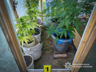Майже 50 кущів коноплі вилучили правоохоронці у двох жителів Шосткинщини