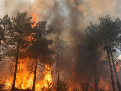 Збитки від лісових пожеж у Європі цьогоріч уже перевищили €3 млрд – FT