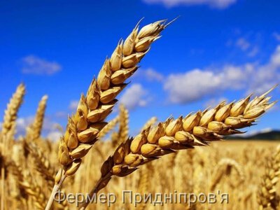 Аграрії регіону намолотили майже 1,9 мільйона тонн зерна - наша область серед лідерів за збором урожаю 