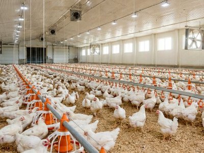 На Миколаївщині виставили на продаж птахофабрику за 3,5 мільйона доларів
