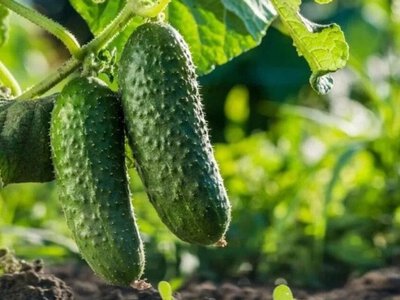 Як ростити огірки до самої осені: секрети щедрого врожаю