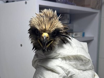 Військові врятували рідкісного хижака: шуліку доставили на реабілітацію
