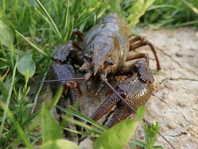 На Полтавщині скоро заборонять ловити раків