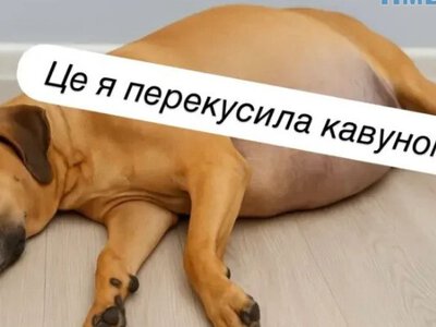 Кавунові меми: найсмішніші жарти про літню ягоду