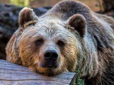 Вирощені в неволі ведмежата гризлі гірше виживають у дикій природі, — дослідження