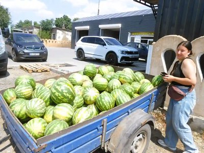 На півдні Одещини кавуни значно подешевшали: урожай перевищив попит