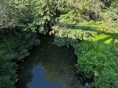 Чому невелика річка на Буковині є унікальною навіть для Європи