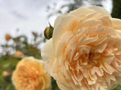 Україну накриє спека до +38° та пожежна небезпека