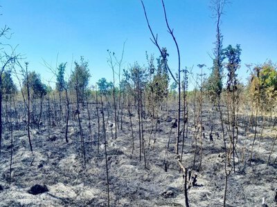 На Черкащині внаслідок пожеж пошкоджено понад 15 гектарів лісу