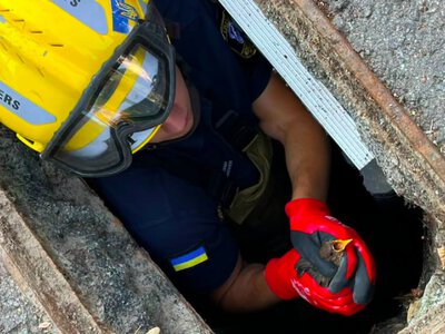 У Чернівцях надзвичайники врятували пташеня шпака, яке випало з гнізда