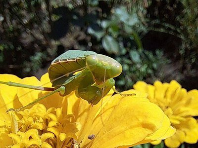 Синоптики завтра обіцяють у Миколаєві та області спеку до +38°С