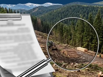 Корупційні ризики у лісовому господарстві: НАЗК перевірило імплементацію  рекомендацій