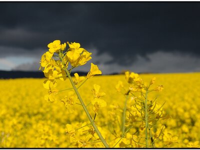 Україна вперше переробила понад 40% врожаю ріпаку всередині країни