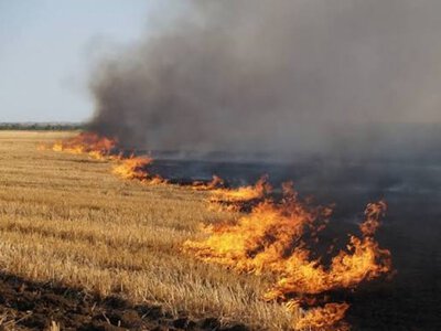 На Прикарпатті з початку року сталося майже 1,4 тисячі пожеж в екосистемах: є загиблі та травмовані