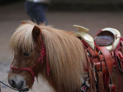 Поліція перевіряє інформацію про жорстоке поводження з поні в Ужгороді
