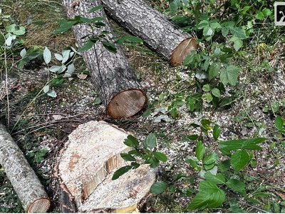 На Житомирщині незаконно зрубали 68 дерев: збитки довкіллю перевищили 362 тисячі гривень