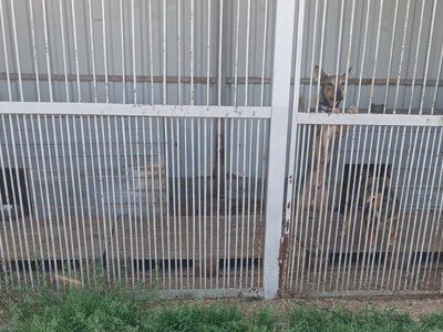 «У багатьох напади»: як тварини в Чернігові пережили російський обстріл