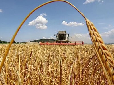 Урожайність зернових на Одещині зросла попри посуху